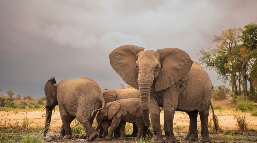Game viewing in the Kruger National Park nearby Marloth Park